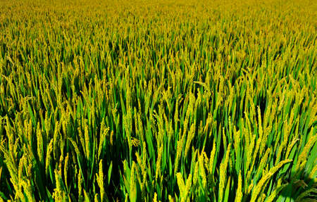 Paddy fieldsの写真素材
