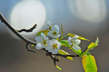 Pear flower blooming in springの写真素材