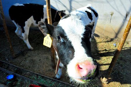 The cowのeditorial素材