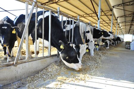 The cowのeditorial素材