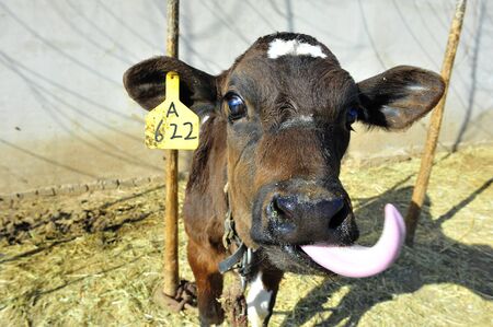 The cowのeditorial素材