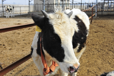 The cowのeditorial素材