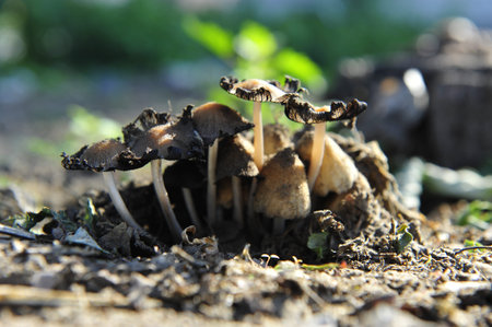 Wild mushrooms, in the wild nature