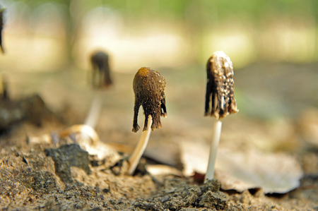 Wild mushrooms, in the wild natureの写真素材