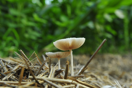 Wild mushrooms, in the wild natureの写真素材