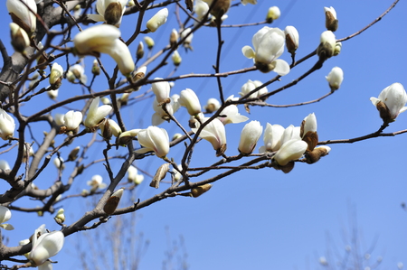 Magnolia flower bloomingのeditorial素材