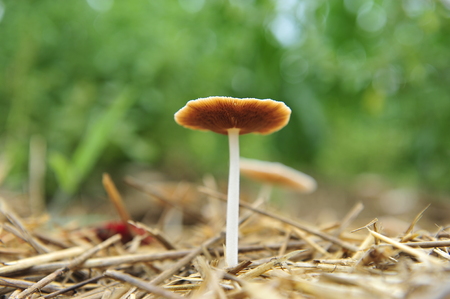 Wild mushrooms, in the wild natureの写真素材