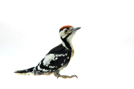 birdの写真素材
