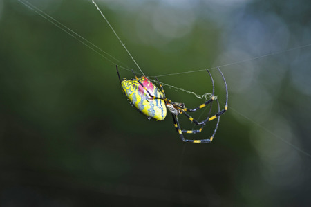 The spiderの写真素材