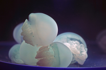 jellyfishの写真素材