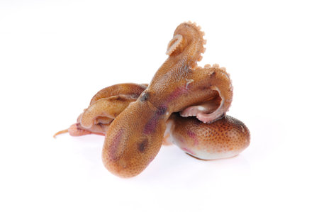 The octopusの写真素材