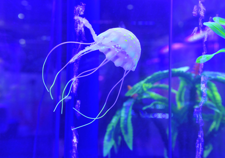 jellyfishの写真素材