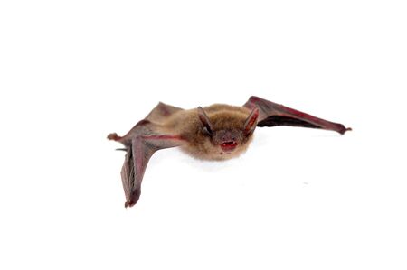 The bat on a white backgroundの写真素材