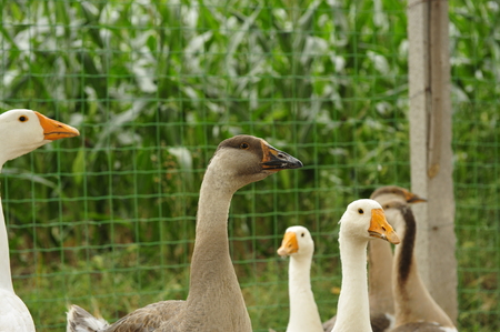 gooseの写真素材