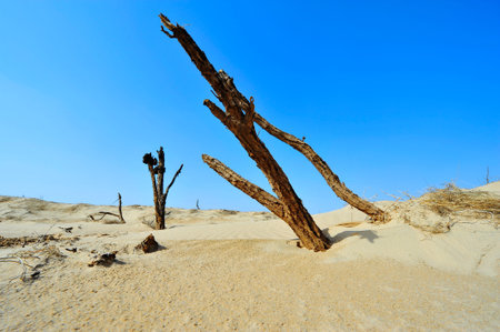 Dry desert landscape of trees