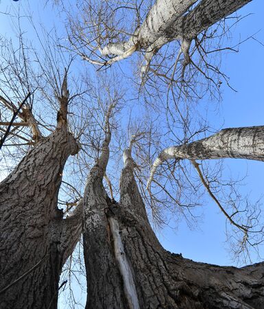 Dry desert landscape of treesの写真素材