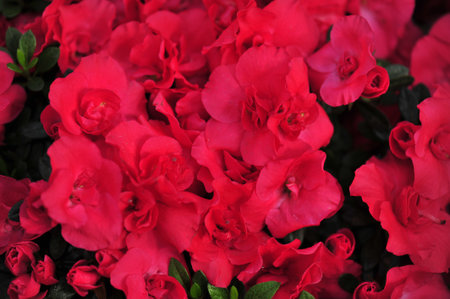 azaleaの写真素材