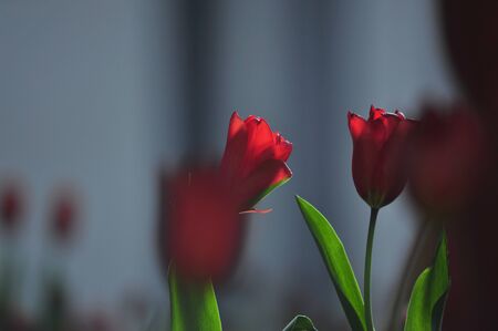 red tulips bloomingの写真素材
