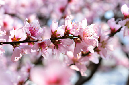 The peach blossom