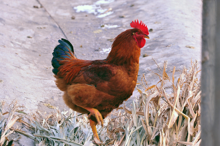 Chickenの写真素材