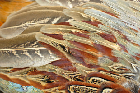 Pheasant feather