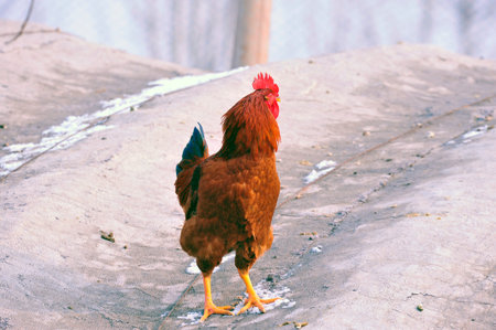 Chicken