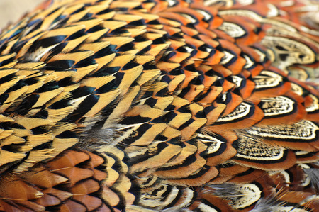 Pheasant featherの写真素材