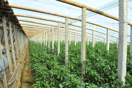 Green pepper in greenhousesのeditorial素材