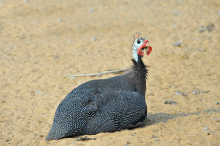 Guinea fowl in farm