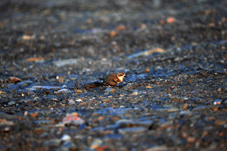 The sea birdの写真素材