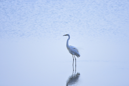 egrets in the waterの写真素材