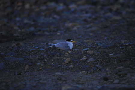 The sea bird