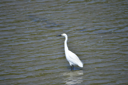 egrets