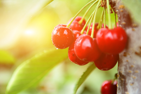 Ripe cherries in a tree の写真素材