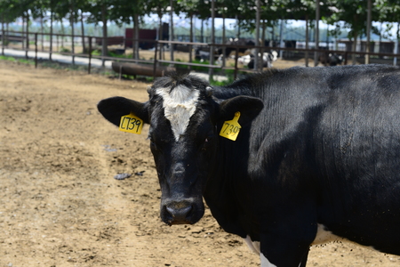 The cowのeditorial素材