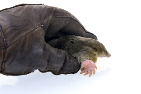 shrewsの写真素材