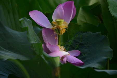 lotus flowersの写真素材