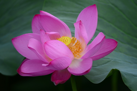 lotus flowerの写真素材