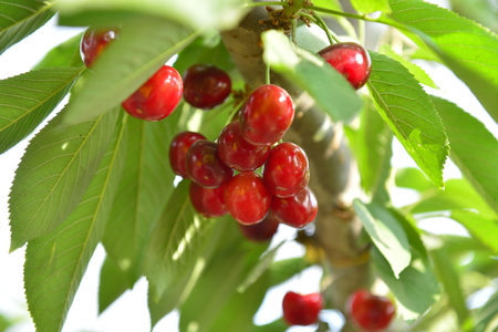 Ripe cherries in a treeの写真素材