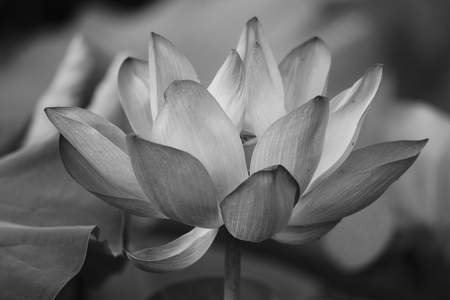 Close up view to a lotus in the pondの写真素材