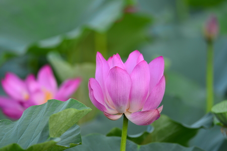 Close up view to a lotus in the pondの写真素材