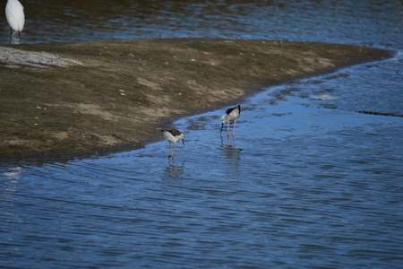 The sea birdの写真素材