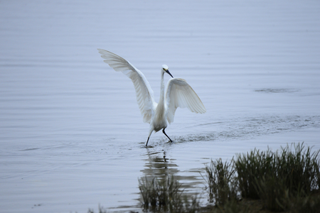 egretsの写真素材