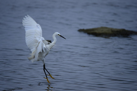 egretsの写真素材