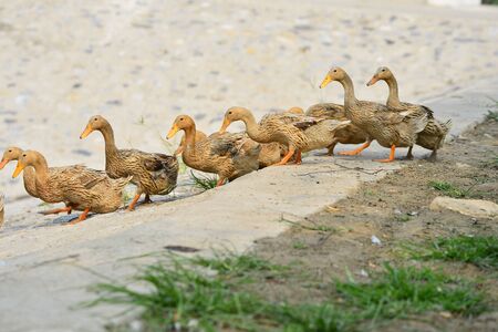 The ducksの写真素材