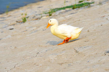 The ducksの写真素材