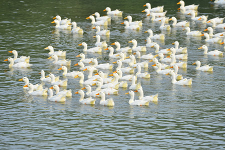 The ducks