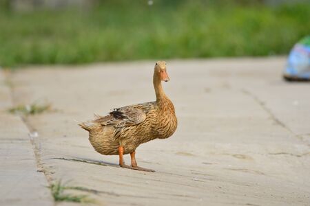 The ducksの写真素材