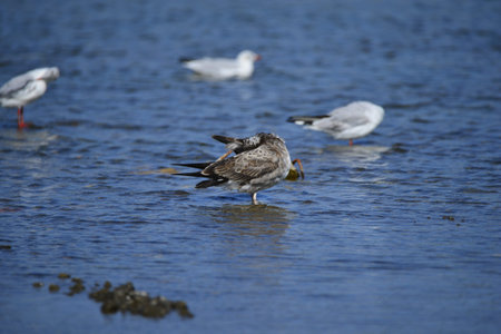 The sea birds in the lake