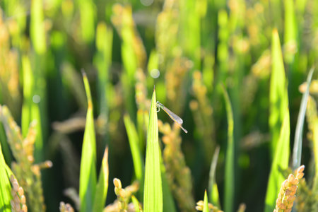 Paddy fieldsの写真素材